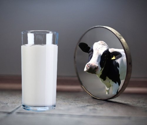 Антибиотики в молоке: опасность или необходимость?