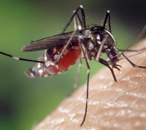 Почему в Польше меньше комаров чем в Беларуси