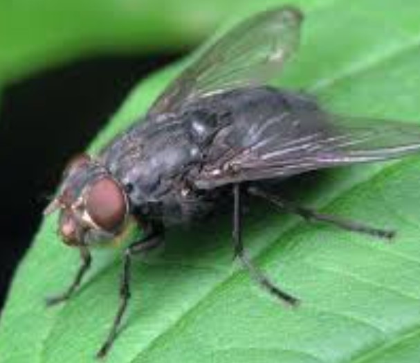 Invisible Threats: Impact of Flies on Agriculture