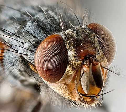 Meadow Fly: Potential Harm and Control Methods