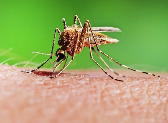 Silent Threats: Impact of Mosquitoes on Agriculture